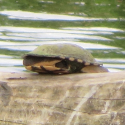 Chelodina longicollis (Eastern Long-necked Turtle) at Jerrabomberra Wetlands - 3 Nov 2021 by Christine