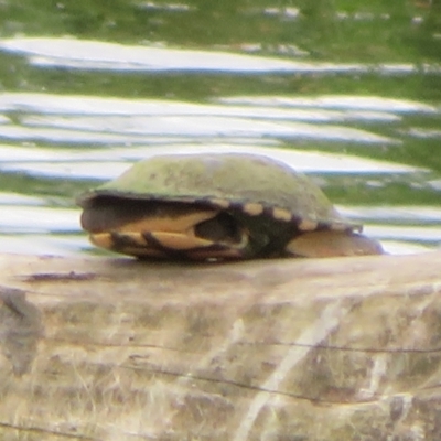 Chelodina longicollis (Eastern Long-necked Turtle) at Fyshwick, ACT - 3 Nov 2021 by Christine