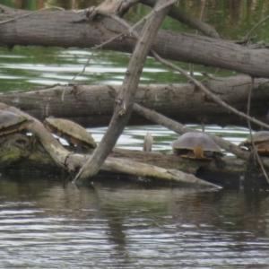 Chelodina longicollis at Fyshwick, ACT - 3 Nov 2021 02:40 PM