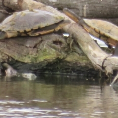 Chelodina longicollis at Fyshwick, ACT - 3 Nov 2021 02:40 PM