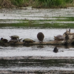 Chelodina longicollis (Eastern Long-necked Turtle) at Jerrabomberra Wetlands - 3 Nov 2021 by Christine