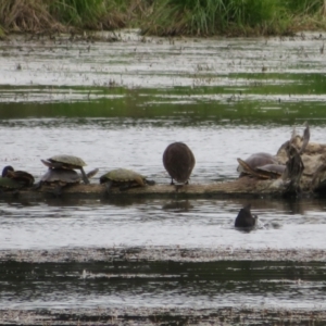 Chelodina longicollis at Fyshwick, ACT - 3 Nov 2021