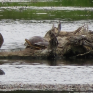 Chelodina longicollis at Fyshwick, ACT - 3 Nov 2021