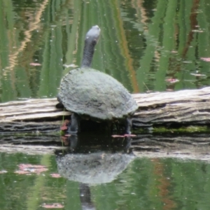 Chelodina longicollis at Fyshwick, ACT - 3 Nov 2021