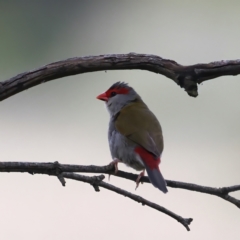 Neochmia temporalis (Red-browed Finch) at Mount Ainslie - 23 Nov 2021 by jb2602