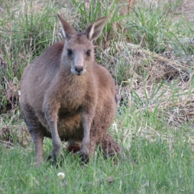 Macropus giganteus (Eastern Grey Kangaroo) at Fyshwick, ACT - 22 Nov 2021 by Christine