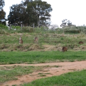 Macropus giganteus at Fyshwick, ACT - 22 Nov 2021 06:55 PM