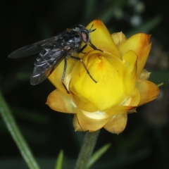 Scaptia sp. (genus) (March fly) at Pialligo, ACT - 23 Nov 2021 by jb2602