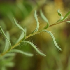 Leptorhynchos squamatus (Scaly Buttons) at Hawker, ACT - 24 Nov 2021 by Littleflea