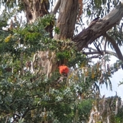 Callocephalon fimbriatum (Gang-gang Cockatoo) at Turner, ACT - 24 Nov 2021 by LD12