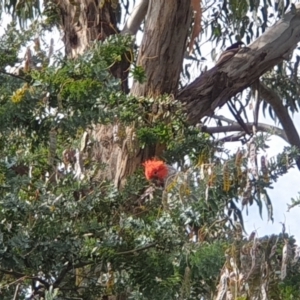 Callocephalon fimbriatum at Turner, ACT - suppressed