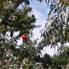 Callocephalon fimbriatum at Turner, ACT - 25 Nov 2021