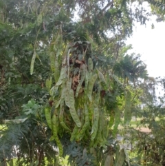 Callocephalon fimbriatum at Turner, ACT - suppressed