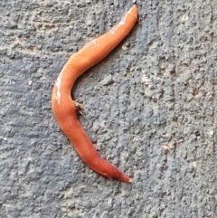 Australoplana alba (A flatworm) at Lyneham, ACT - 25 Nov 2021 by trevorpreston