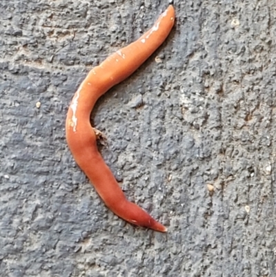 Australoplana alba (A flatworm) at Lyneham, ACT - 24 Nov 2021 by tpreston