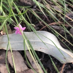 Convolvulus angustissimus subsp. angustissimus (Australian Bindweed) at Belconnen, ACT - 22 Nov 2021 by Dora