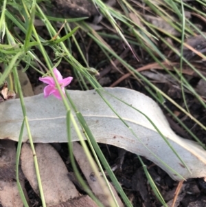 Convolvulus angustissimus subsp. angustissimus at Belconnen, ACT - 22 Nov 2021