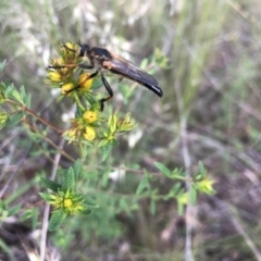 Neoscleropogon sp. (genus) (Robber fly) at Belconnen, ACT - 22 Nov 2021 by Dora