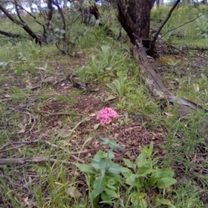 Centranthus ruber at Garran, ACT - 1 Nov 2021