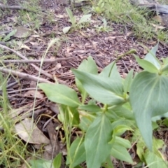 Centranthus ruber at Garran, ACT - 1 Nov 2021