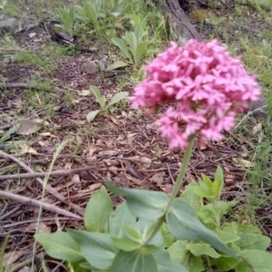 Centranthus ruber at Garran, ACT - 1 Nov 2021