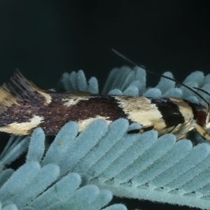 Macrobathra desmotoma at Hackett, ACT - 23 Nov 2021