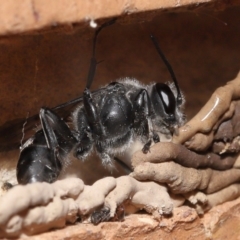 Pison sp. (genus) at Evatt, ACT - 23 Nov 2021 03:52 PM