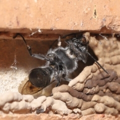 Pison sp. (genus) at Evatt, ACT - 23 Nov 2021 03:52 PM