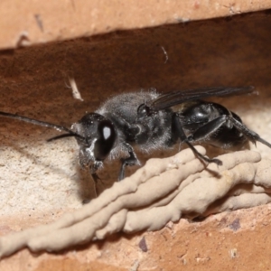 Pison sp. (genus) at Evatt, ACT - 23 Nov 2021