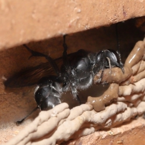 Pison sp. (genus) at Evatt, ACT - 23 Nov 2021 03:52 PM