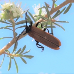 Porrostoma rhipidium at Parkes, ACT - 15 Nov 2019