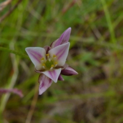 Laxmannia gracilis (Slender Wire Lily) at Boro, NSW - 23 Nov 2021 by Paul4K