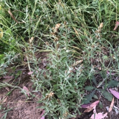 Gamochaeta calviceps (Narrowleaf Purple Everlasting) at Garran, ACT - 18 Nov 2020 by ruthkerruish