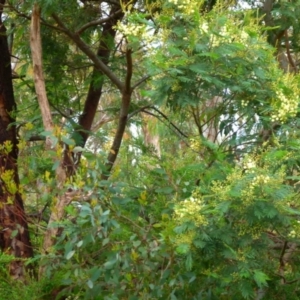 Acacia parramattensis at Boro, NSW - suppressed