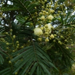 Acacia parramattensis at Boro, NSW - 23 Nov 2021