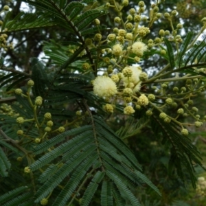 Acacia parramattensis at Boro, NSW - suppressed