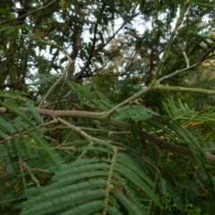 Acacia parramattensis at Boro, NSW - suppressed