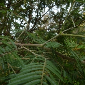 Acacia parramattensis at Boro, NSW - 23 Nov 2021