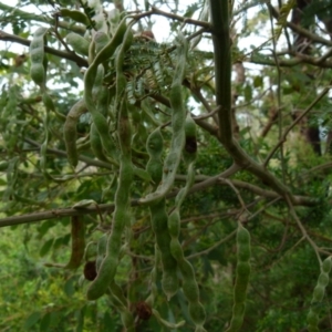 Acacia parramattensis at Boro, NSW - suppressed