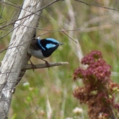 Malurus cyaneus (Superb Fairywren) at Boro, NSW - 23 Nov 2021 by Paul4K