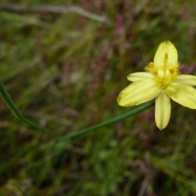 Tricoryne elatior (Yellow Rush Lily) at Boro, NSW - 23 Nov 2021 by Paul4K