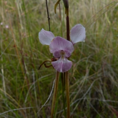 Diuris punctata (Purple Donkey Orchid) at  - suppressed by Paul4K