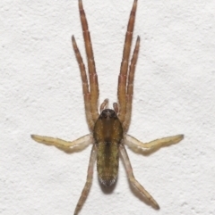 Unidentified Spider (Araneae) at Evatt, ACT - 22 Nov 2021 by TimL