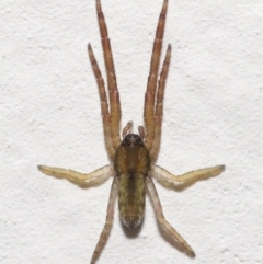 Synalus angustus (Narrow crab spider) at Evatt, ACT - 22 Nov 2021 by TimL