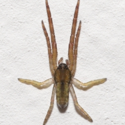 Synalus angustus (Narrow crab spider) at Evatt, ACT - 22 Nov 2021 by TimL