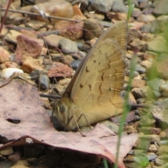 Heteronympha merope (Common Brown Butterfly) at Bungendore, NSW - 22 Nov 2021 by Christine