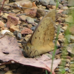 Heteronympha merope at Bungendore, NSW - 22 Nov 2021