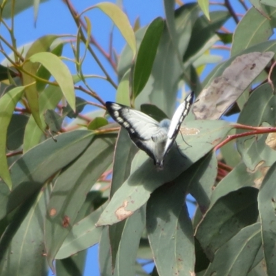 Delias harpalyce (Imperial Jezebel) at Bungendore, NSW - 22 Nov 2021 by Christine