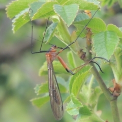 Harpobittacus australis (Hangingfly) at Theodore, ACT - 20 Oct 2021 by michaelb