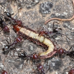 Iridomyrmex purpureus (Meat Ant) at ANBG - 9 Nov 2021 by TimL
